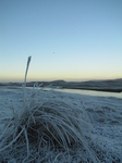SX17094 Frost covered grass at Ogmore river.jpg